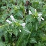 Lamium bifidum Leaf