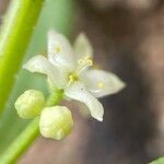 Galium verrucosum Flower