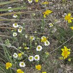 Melampodium leucanthum Květ