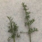 Seseli peucedanoides Hoja