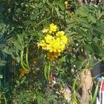 Senna corymbosa Virág