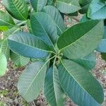 Esenbeckia leiocarpa Leaf