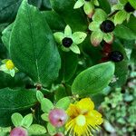 Hypericum androsaemum Frugt