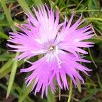 Dianthus gallicus Fleur