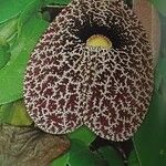 Aristolochia littoralis Kvet