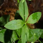 Galium circaezans Leaf