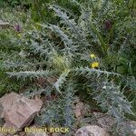 Cirsium chrysacanthum Hábito