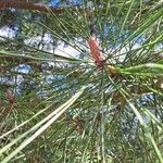 Pinus pinasterLeaf