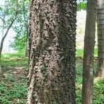 Bombax ceiba Bark