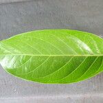 Saba senegalensis Leaf