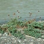 Acaena ovalifolia Habitat