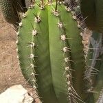 Myrtillocactus eichlamii برگ