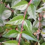 Abelia × grandiflora Lapas