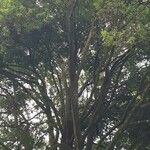 Quercus myrsinifolia Habit