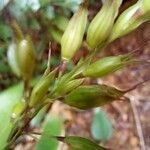 Olyra latifolia Bloem