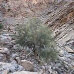 Moringa peregrina Habit