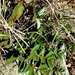 Salix repens Habitus