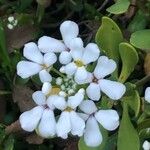 Iberis semperflorens Çiçek