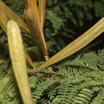 Calliandra rubescens Συνήθη χαρακτηριστικά