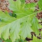 Acanthus spinosus Leaf