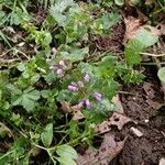 Lamium hybridumFlower