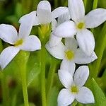 Houstonia micrantha Цвят