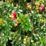 Gaultheria mucronataLapas