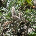 Astragalus vesicarius Frukt