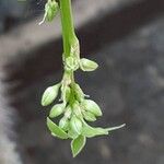 Chlorophytum comosum Flower