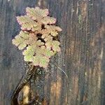 Azolla filiculoides Leaf