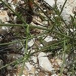 Cephalaria leucantha Bark