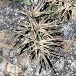 Eragrostis cilianensis Fruit