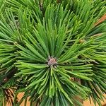 Pinus uncinataLeaf