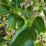 Cordia myxa Leaf