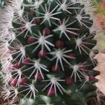 Mammillaria backebergiana Blad