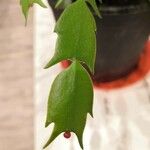 Schlumbergera truncata葉