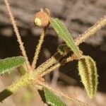 Correa reflexa Leaf