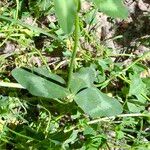 Trifolium pratense Leaf