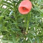 Taxus canadensis 葉