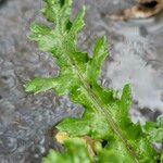 Senecio sylvaticus Feuille