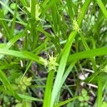 Carex intumescens Feuille