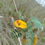 Sesbania herbacea പുഷ്പം