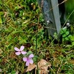 Hesperis matronalis Habit