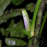 Anthurium pentaphyllum Kéreg