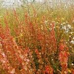 Rumex thyrsoides Folla