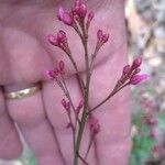 Talinum paniculatum Çiçek