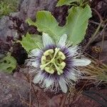 Passiflora edulis 花