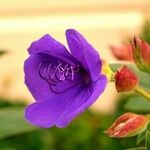 Tibouchina urvilleana Blomst