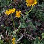 Doronicum pardaliaches Hartbladzonnebloemফুল