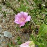 Leuenbergeria quisqueyana Flower